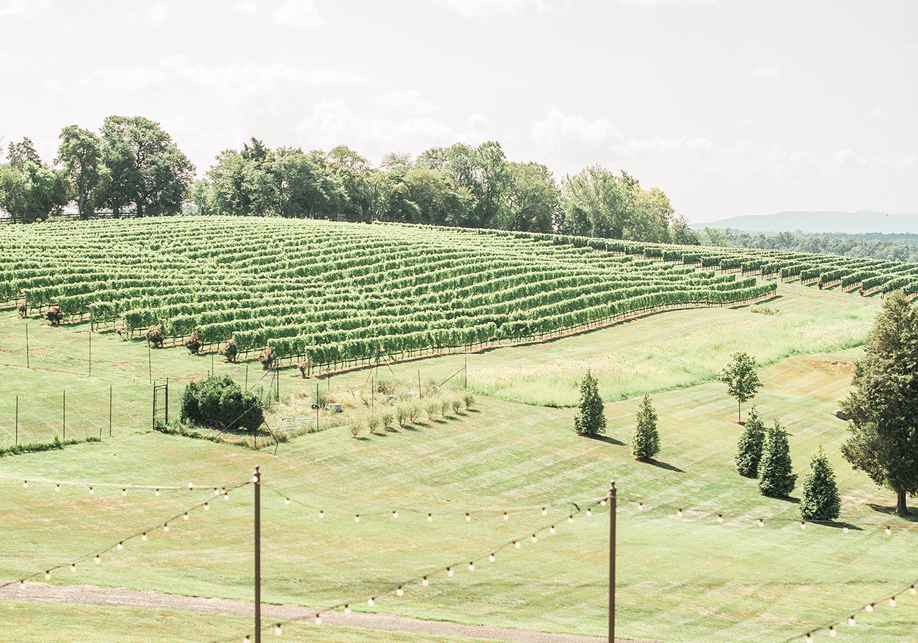 gorgeous vineyard landscape